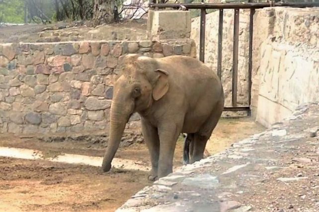 Santi Maratea usará el dinero que sobró de los atletas para el traslado del elefante mendocino Tamy