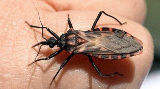 El mal de Chagas se transmite con la picadura de la vinchuca