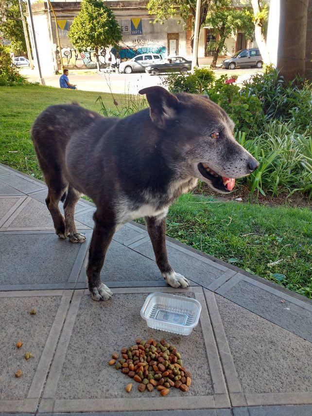 Willy, el perro callejero de Candioti Sur que busca una familia