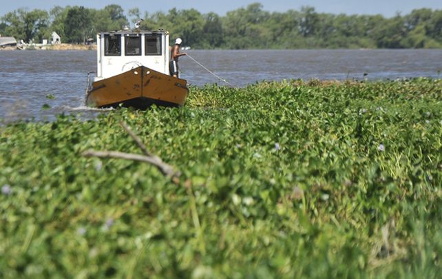 El largo viaje de los camalotes, del humedal a la ribera de la ciudad