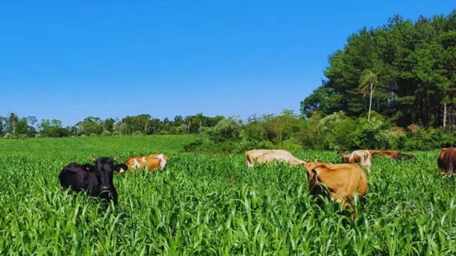 Lechería. La producción lechera en Misiones presenta condiciones muy distintas a las de la zona núcleo del país.