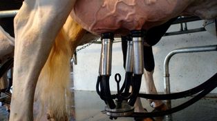 Se estima que la producción de leche podría subir 5,72%, alcanzando un volumen de 11.190,2 millones de litros anuales.