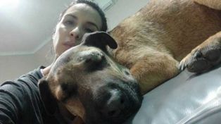 Simón: el perro héroe mordido por una yarará al defender unos niños