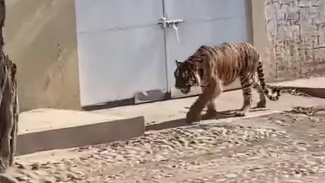 Un tigre apareció paseando por las calles de una ciudad de Nayarit