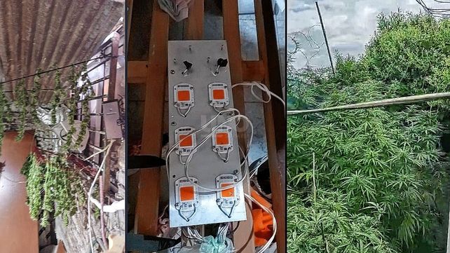 El vivero artesanal descubierto en la vivienda del narco detenido en Rosario