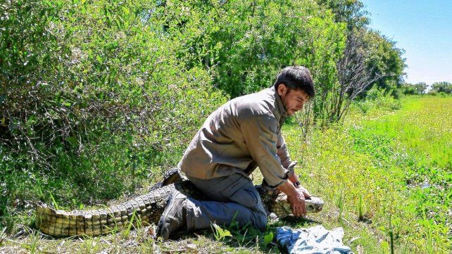 Regresaron un yacaré overo a su hábitat natural en las islas de Santa Fe
