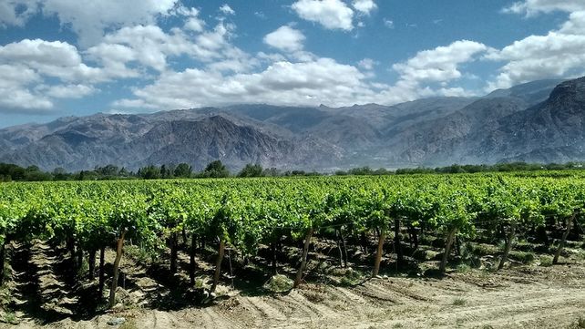 Plantación en Mendoza