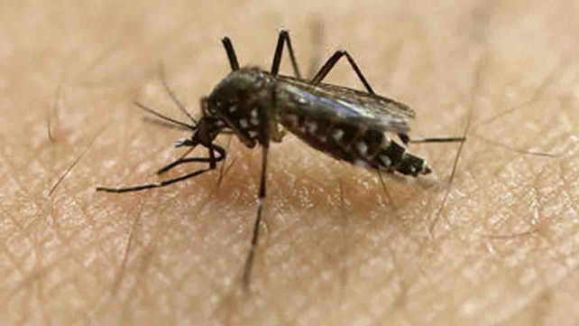 Un estudio afirma que mosquitos pueden portar virus zika y chikunguña a la vez