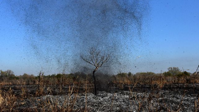 Miles de hectáreas en todo el Delta del Paraná sufrieron las consecuencias de las quemas indiscriminadas.