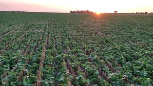 Producir más con menos es el desafío de la nueva agricultura.