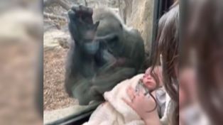 El momento en que una mamá gorila se enamora de un bebé humano