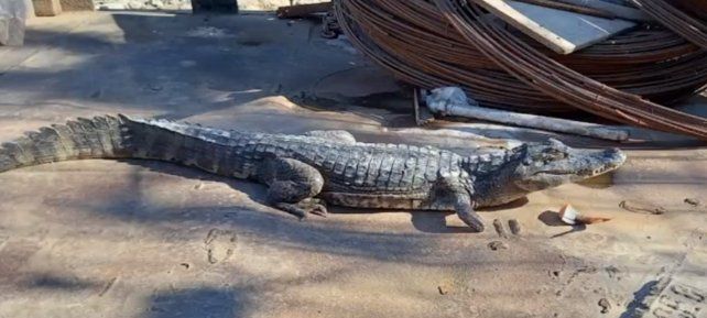 Rescataron a otro yacaré negro que apareció cerca de Rosario
