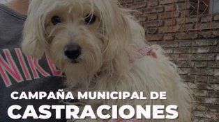 Santo Tomé: la campaña de castración de mascotas sigue recorriendo los barrios