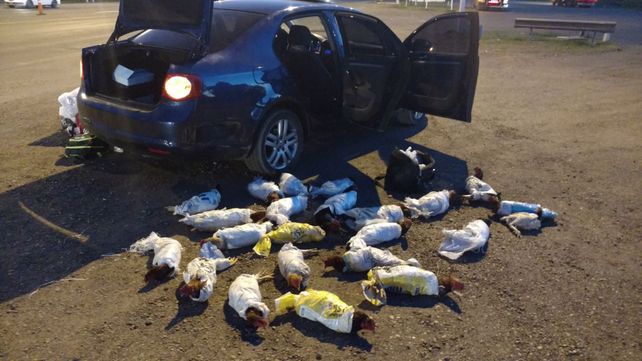 Llevaba 25 gallos de riña en el baúl del auto