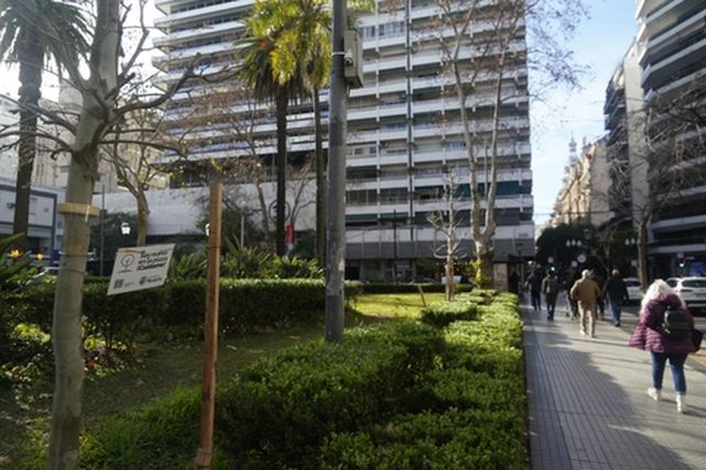 Después de muchos años, vuelven a plantar plátanos en las plazas de Rosario
