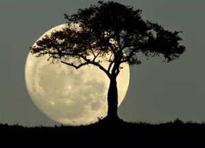 Superluna de octubre 2025: cuándo y cómo verla desde Rosario
