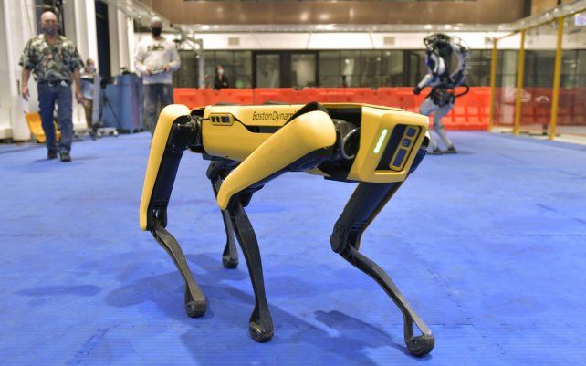 Marc Raibert, atras a la izquierda, fundador y presidente de Boston Dynamics observa uno de los robots Spot de la compañía durante una demostración, en sus instalaciones en Waltham, Massachusetts.