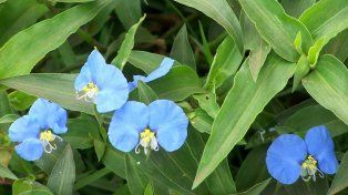 Commelina erecta, conocida con el nombre de Flor de Santa Lucía.