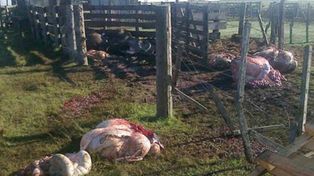 Preocupa el robo de ganado en localidades de Santa Fe y Córdoba