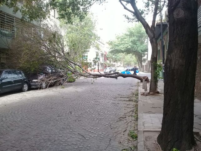 Otro árbol caído sobre un auto en Zeballos y Necochea.
