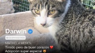 Tinder de gatos, la original iniciativa de una protectora de mascotas
