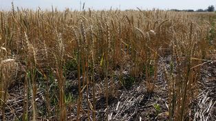 El fenómeno La Niña se caracteriza por sus altas temperaturas y la falta de lluvias.