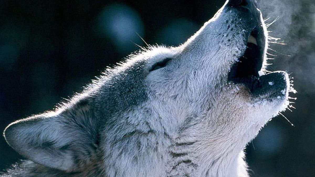 Por qué aúllan los lobos? Una prueba de amistad