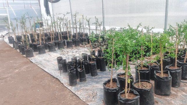 El vivero de la escuela Almafuerte sigue creciendo
