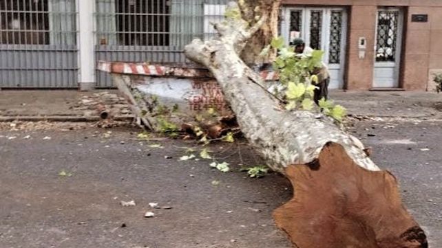 En un año se hicieron más de 200 multas por dañar el arbolado público en Rosario
