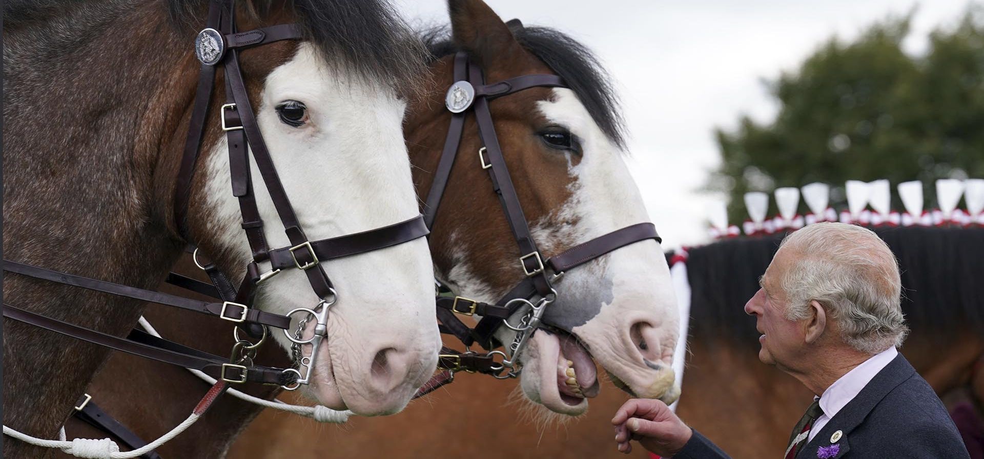 El Príncipe Carlos de Gran Bretaña juega con caballos de la policía después de ver una estatua de un caballo Clydesdale situada en el Mercado de Subastas de Lanark, Centro Agrícola de Lanark en Lanarkshire, Escocia, el miércoles 7 de septiembre de 2022.