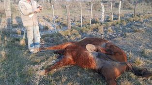 Extrañas mutilaciones en un caballo en el norte santafesino