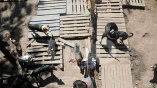 Nuevo atentado al refugio de animales El ángel y la gloria