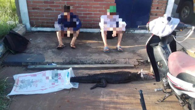 Dos cazadores que trasladaban un yacaré en una moto fueron detenidos en Corrientes