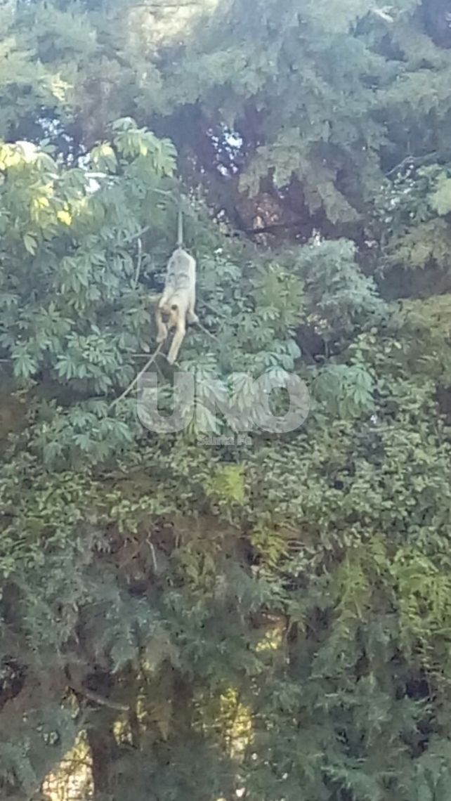 Un mono carayá sorprendió a los vecinos de Villa California