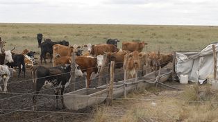 Todo lo que hay que saber para mejorar la ganadería, en el Congreso Ganadero de la Sociedad Rural.