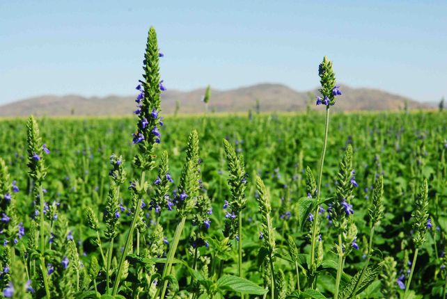 Ciencia argentina: obtienen moléculas anticoagulantes a partir de residuos agroindustriales