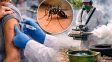 Gripe, dengue y chikungunya: qué pasa en Santa Fe y qué medidas recomiendan