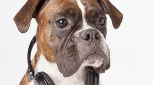 ¿A los perros y los gatos les gusta escuchar música?