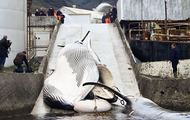 Masacre. Islandia no respeta la moratoria mundial de la caza de cetáceos.