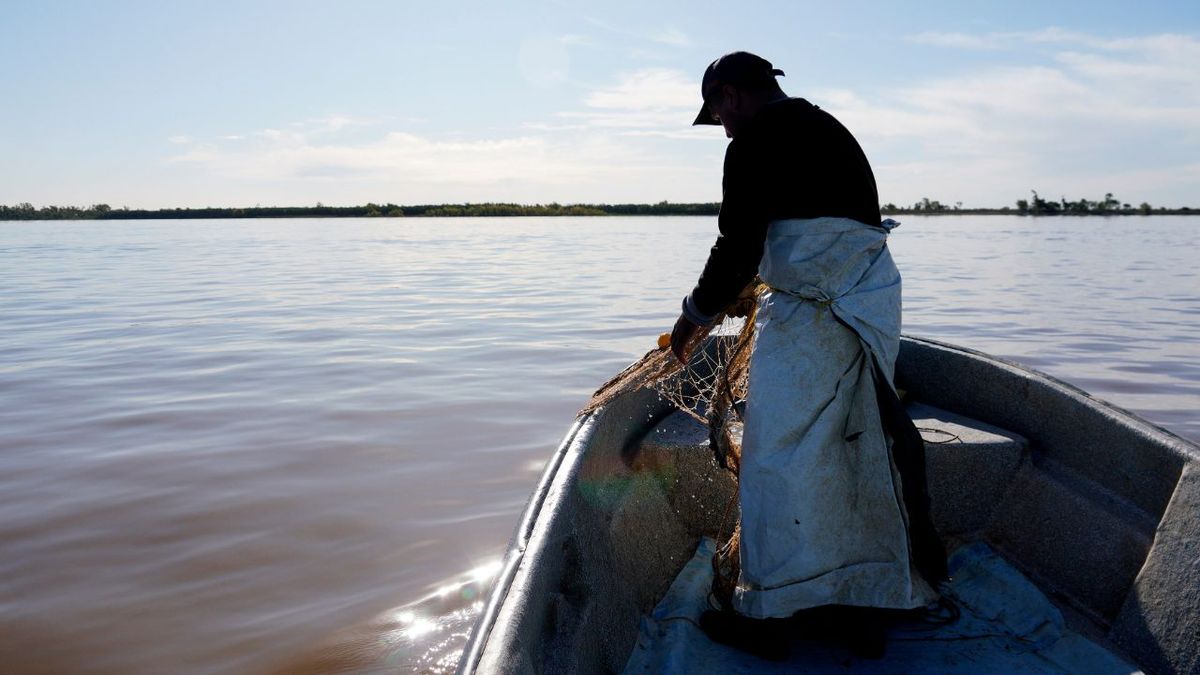 Un salmón apareció en el Paraná cerca de Rosario y su increíble viaje se convirtió en documental