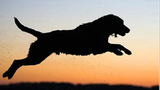 Los perros suelen sufrir golpes de calor que tienen graves consecuencias para su bienestar