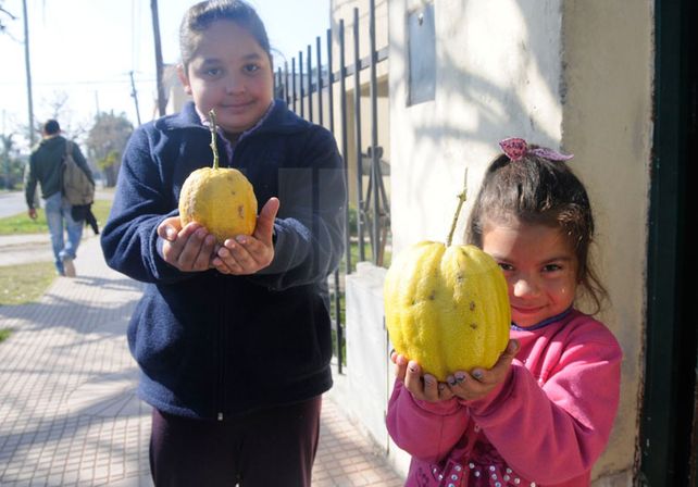 Milagro de la naturaleza: una santafesina encontró un limón gigante que pesa un kilo