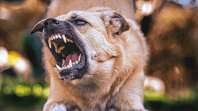 Entre Ríos y la región Centro concentran alta carga de mordeduras de perro en el país.