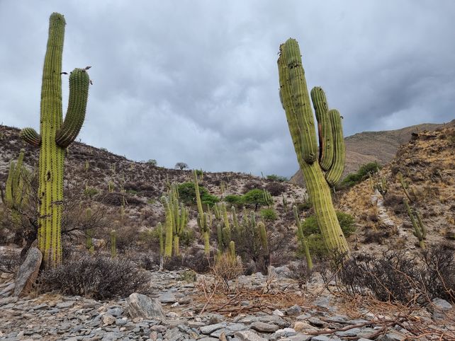 Los cardones cubren las laderas en Talapazo. Y los habitantes cuentan sobre ellos historias.