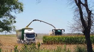 Campaña gruesa en Santa Fe: las lluvias sostienen los cultivos, pero condicionan el ritmo de la cosecha y siembra