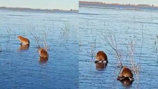 Se congelaron los Esteros del Iberá y los carpinchos aparecieron patinando sobre el hielo
