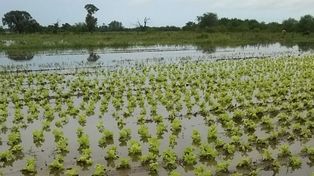 La pérdida de la producción de los Quinteros de la zona es del 90%