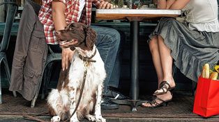 Animales de compañía. La ordenanza propone crear para la ciudad de Santa Fe la plataforma denominada “Locales Amigos de Tu Mascota”.