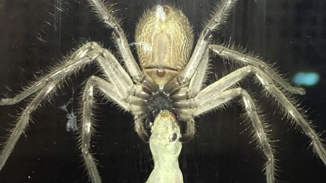 Una araña gigante devoró un lagarto