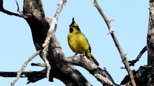 Las cardenales amarillos son Monumento Natural Provincial desde 2002